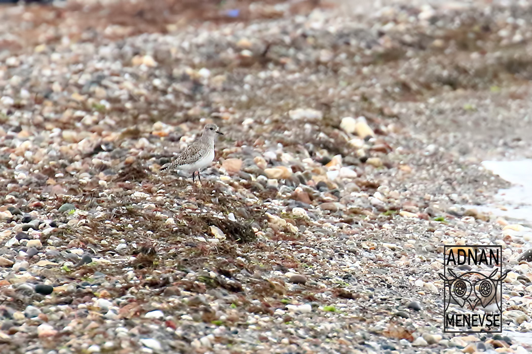 Black-bellied Plover